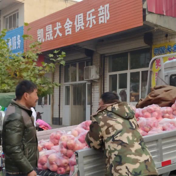 凯晟犬舍俱乐部:石家庄市藁城区
