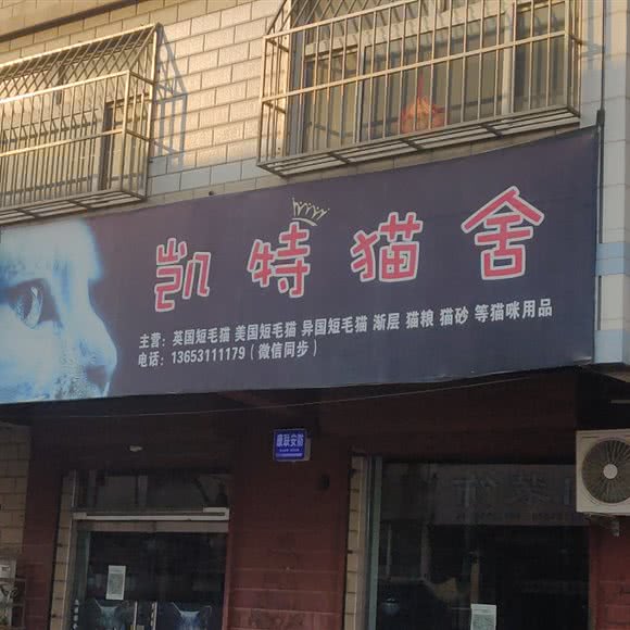 珍妮猫舍:石家庄市辛集市