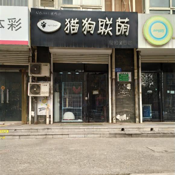 猫狗联萌:邢台市信都区莲池大街附近