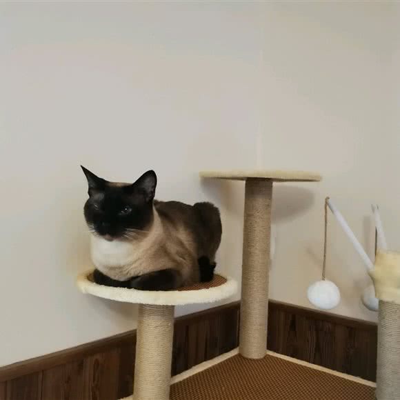 猫咪后院休闲吧:保定市竞秀区万博/竞秀附近