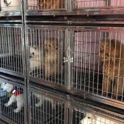 阿猫阿狗宠物生活馆:邯郸市涉县