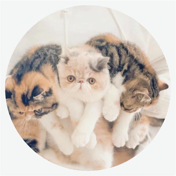 以猫之上?猫咪寄养洗护(三元桥店):北京城区朝阳区三元桥/霄云路附近