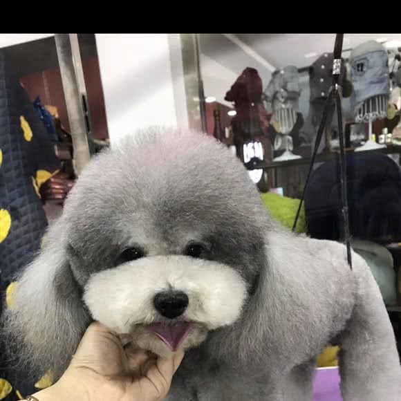 比瑞格高端宠物俱乐部:保定市徐水区