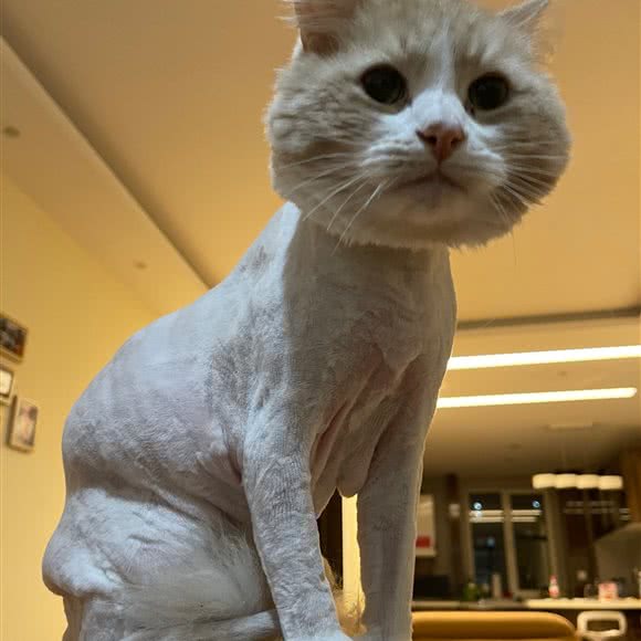猫先生宠物生活馆:保定市涿州市