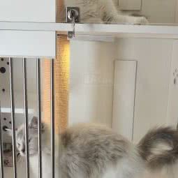 喵喵阁CFA注册猫舍:保定市莲池区西关附近