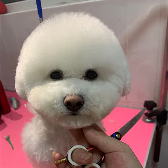 萌生宠爱:承德市丰宁满族自治县