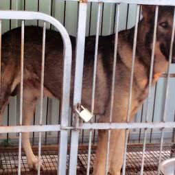 卫东犬业:沧州市运河区