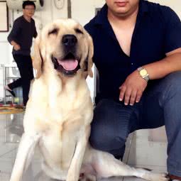 如意犬舍:沧州市运河区