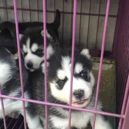 啸林犬舍:廊坊市安次区