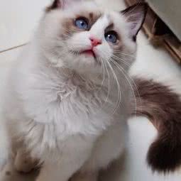 阿霞开心宠物猫会馆:廊坊市香河县