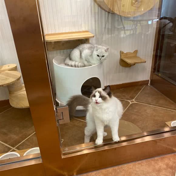 猫公馆:保定市莲池区东风桥/四通附近