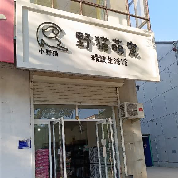 野猫萌宠:廊坊市霸州市