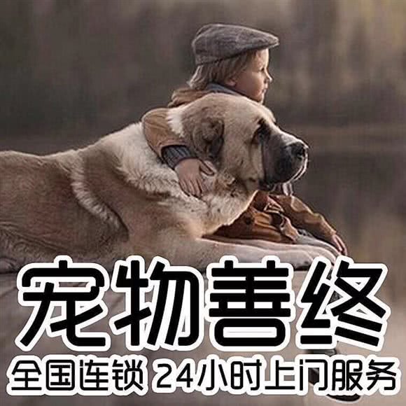 乐善宠物殡葬善后(张家口店):张家口市桥东区红旗楼附近