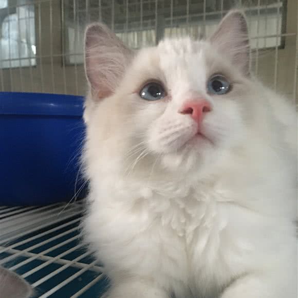 周润发布偶猫舍:廊坊市霸州市