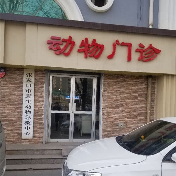 动物门诊:张家口市桥东区红旗楼附近