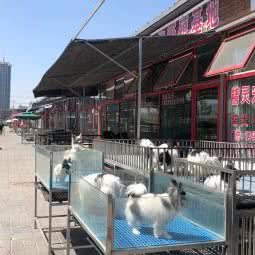 京丰宠物基地:廊坊市三河市