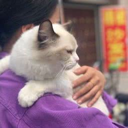 小微猫舍:衡水市桃城区