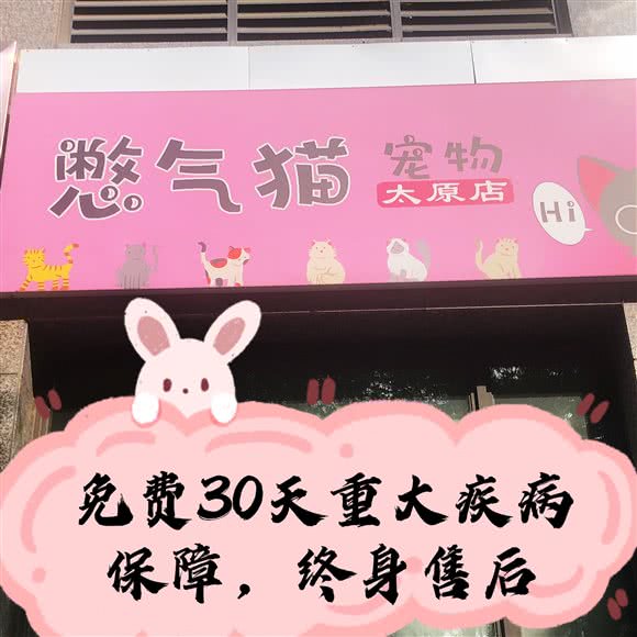 憋气猫猫舍:太原市小店区
