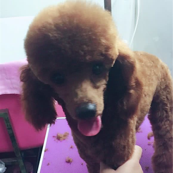 萌家宠物生活馆:太原市杏花岭区
