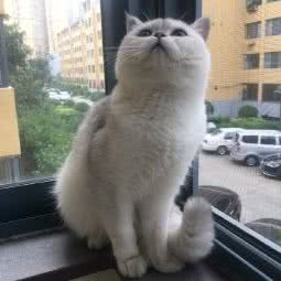 暖橘猫舍:太原市万柏林区
