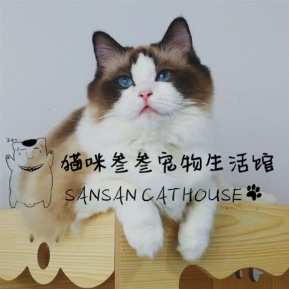 猫咪叁叁宠物生活馆:长治市潞州区