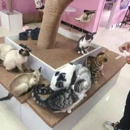 喵得福猫咖馆:朔州市朔城区