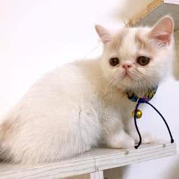 猫宅·猫宅一生:晋中市平遥县