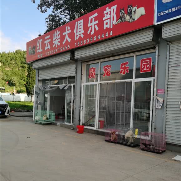 红云柴犬俱乐部:吕梁市离石区