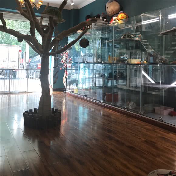 小轩布偶猫宠物馆:呼和浩特市新城区