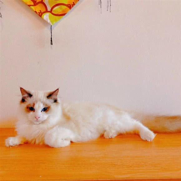 喵馆猫咖:呼和浩特市赛罕区