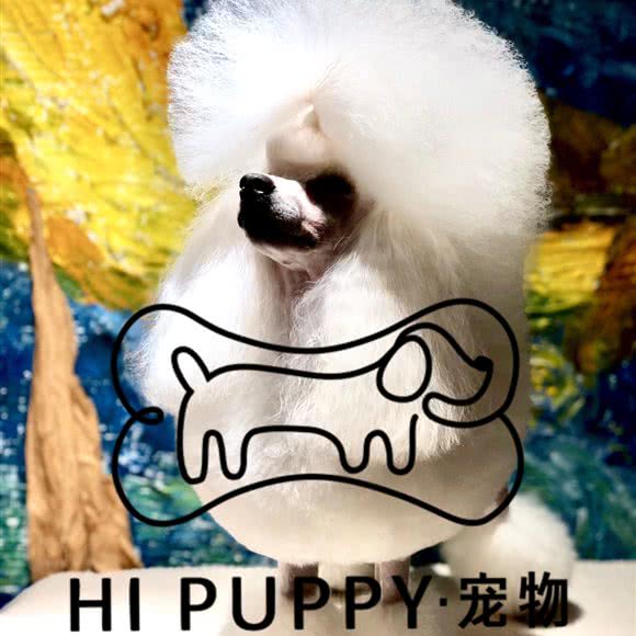 HI PYKY?宠物狗:呼和浩特市赛罕区
