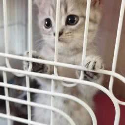向日葵猫屋:呼和浩特市赛罕区