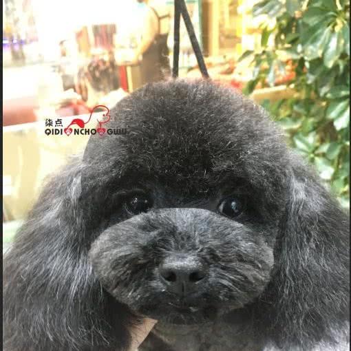 柒点宠物(静水湾沁园店):兴安盟乌兰浩特市