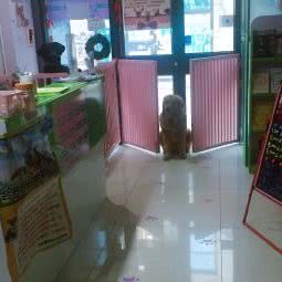 圣宠宠物店(三河燕郊中盛世纪店):廊坊市三河市燕郊开发区附近
