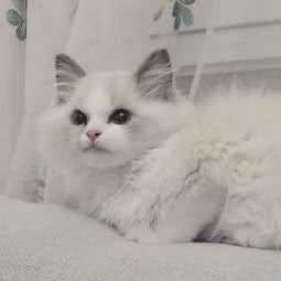 精灵猫:大连市沙河口区