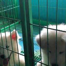 紫雪犬舍:大连市旅顺口区