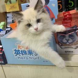 名门汪宠宠物生活馆:大连市金州区
