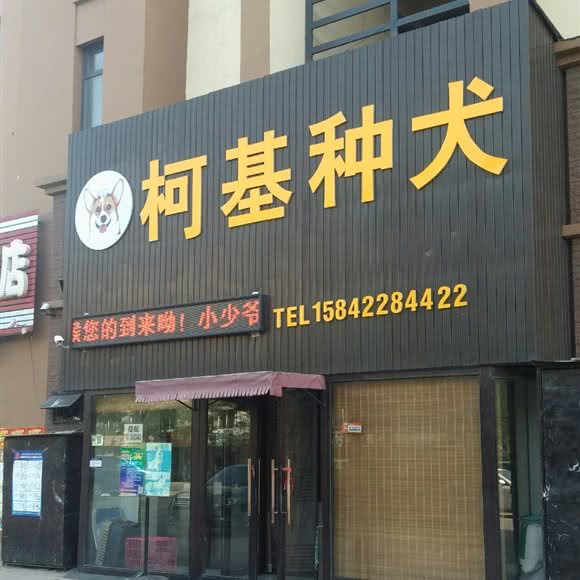 柯基种犬:鞍山市立山区