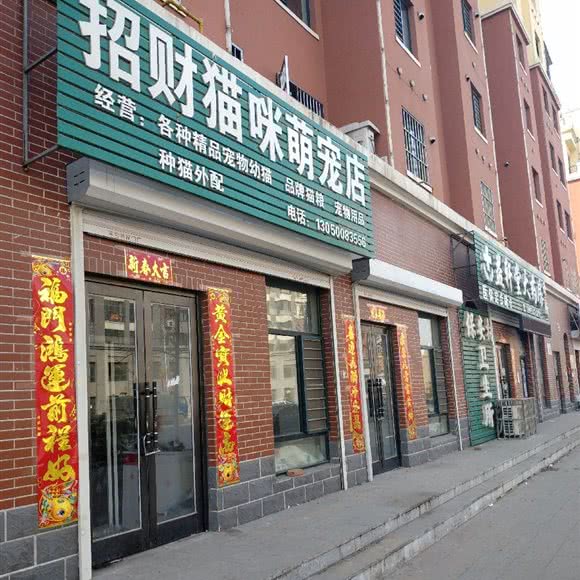 招财猫咪萌宠店:鞍山市海城市