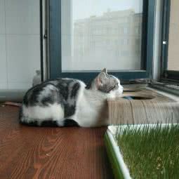猫匠:辽阳市白塔区