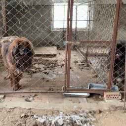 铁岭天意獒园养殖基地:铁岭市清河区