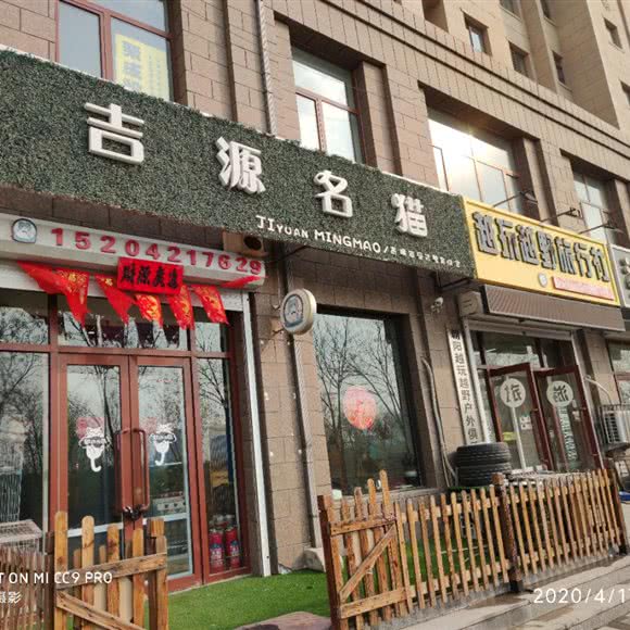 吉源名猫:朝阳市双塔区