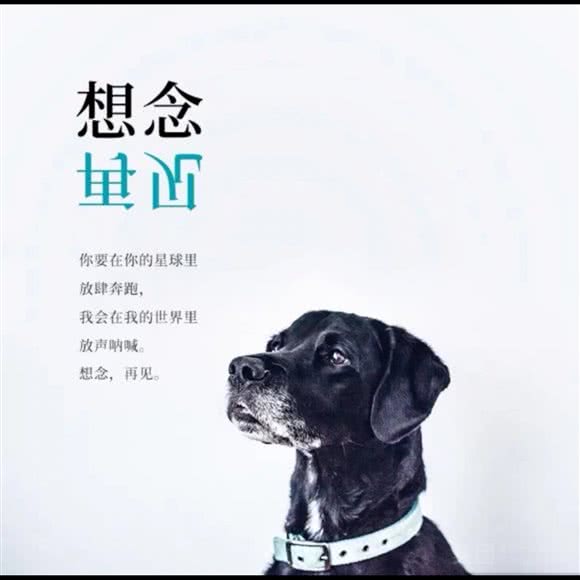 长春宠爱星球宠物火化殡葬服务中心:长春市宽城区