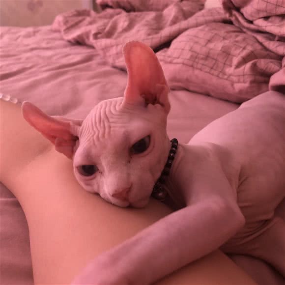 熊猫家无毛猫:长春市朝阳区