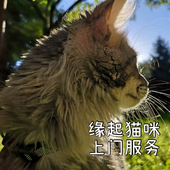 缘起猫咪家庭管理:吉林市龙潭区