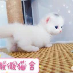 微微猫舍:吉林市船营区