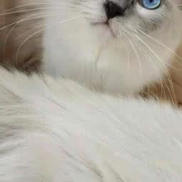 猫谜猫舍:哈尔滨市香坊区