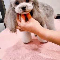 toffee pets太妃糖宠物:上海城区徐汇区