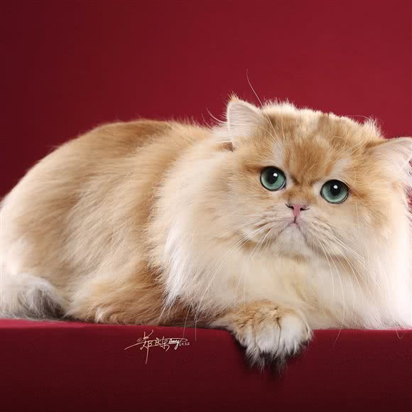 不不la猫猫·猫咖·撸猫馆:上海城区普陀区