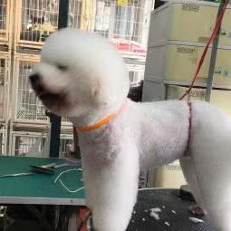 贝奇宠物:上海城区闵行区